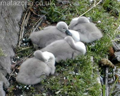 Fluffy signets. Aww!